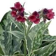 Pulmonaria 'Raspberry Frost' Pulmonaria 'Raspberry Frost'