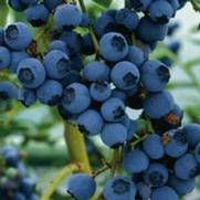 Vaccinium corymbosum 'Blue Ray'