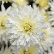 Chrysanthemum 'Tribeca White'