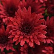Chrysanthemum 'Cosmic Fireball Red'