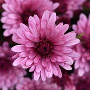 Chrysanthemum 'Cosmic Lunar Pink'