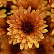 Chrysanthemum 'Cosmic Meteor Bronze'