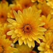 Chrysanthemum 'Cosmic Solar Yellow'