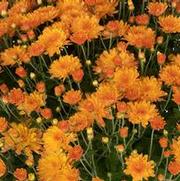 Chrysanthemum 'Pamela Orange'