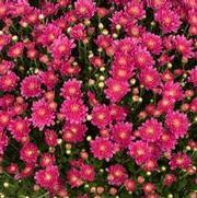 Chrysanthemum 'Pamela Pink'