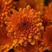 Chrysanthemum 'Spicy Pumpkin Orange'