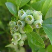 Vaccinium corymbosum 'Jersey'