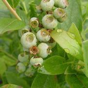 Vaccinium corymbosum 'Patriot'