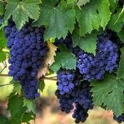 Vitis labrusca 'Concord'