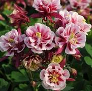 Aquilegia vulgaris 'Winky Double Red and White'