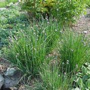 Allium schoenoprasum Allium schoenoprasum