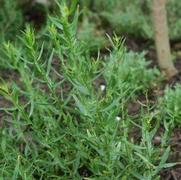 Artemisia dracunculus 'Sativa'