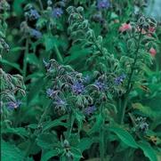 Borage officinalis