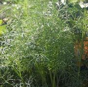 Anethum graveolens 'Fernleaf Dill'