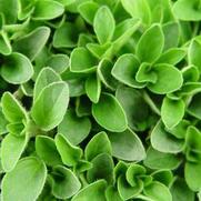 Marjoram 