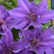 Clematis hybrid 'Edda'