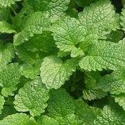 Mentha spicata Mentha spicata