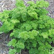 Petroselinum camaria 'Triple Curled' Petroselinum camaria 'Triple Curled'