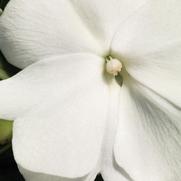 Impatiens hawkeri 'Magnum White'