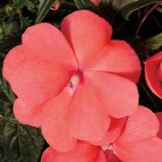 Impatiens hawkeri 'Magnum Salmon'