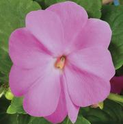 Impatiens hawkeri 'Magnum Lavender'