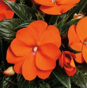 Impatiens hawkeri 'Magnum Orange'