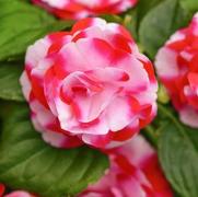 Impatiens walleriana 'Glimmer Strawberry Sparkler'