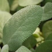 Salvia officinalis 'Berggarten'