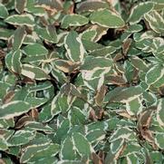 Salvia officinalis 'Tricolor Sage' Salvia officinalis 'Tricolor Sage'