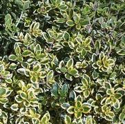 Thymus citriodorus 'Lemon Thyme'