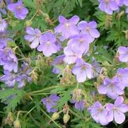 Geranium hybrid 'Rozanne'