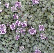 Thymus pseudolanuginosus 'Wooly Thyme'