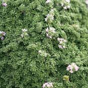 Thymus serpyllum 'Elfin'