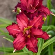 Hemerocallis hybrid 'Double Pardon Me'