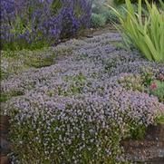 Thymus serpyllum 'Magic Carpet Thyme'