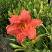 Hemerocallis hybrid 'South Seas' Hemerocallis hybrid 'South Seas'