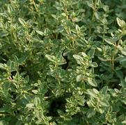 Thymus vulgaris 'English Thyme'