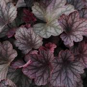 Heuchera hybrid 'Carnival Rose Granita' Heuchera hybrid 'Carnival Rose Granita'