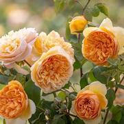 Rosa 'Bring Me Sunshine'