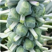 Brussel Sprouts 