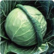 Cabbage 