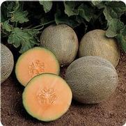 Cantaloupe 