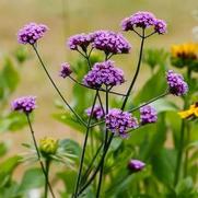 Verbena bonariensis