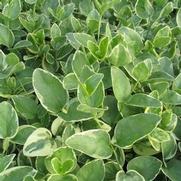 Vinca major 'Variegata'