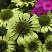 Echinacea purpurea 'Green Jewel' Echinacea purpurea 'Green Jewel'