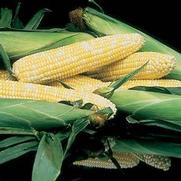 Corn 