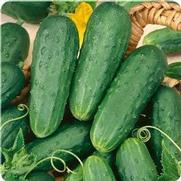 Cucumbers 