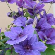 Clematis hybrid 'Ravel'