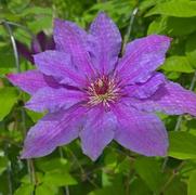 Clematis hybrid 'Tumaini'