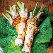 Horseradish 'Horseradish' Horseradish 'Horseradish'